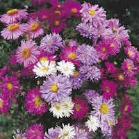 New York Aster blossoms in a variety of colors