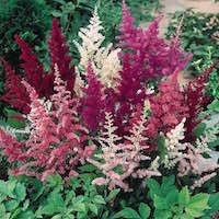 Astilbe plants with colorful plume-like flowers.