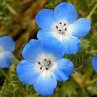 A pair of baby blue eyes blooms