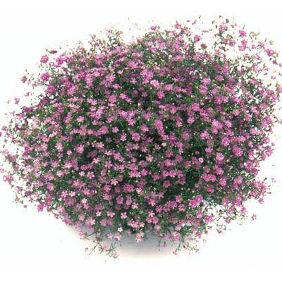 Snowflake baby's breath with large sprays of small white flowers.