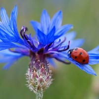 Bachelor's button flower with ladybug