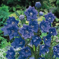 Balloon Flower plants with star shaped blue blooms.
