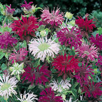 Bee Balm Flowers