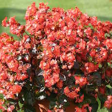 Begonia flowers