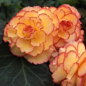 Begonia flowers