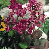 heart leaf bergenia growing among stones