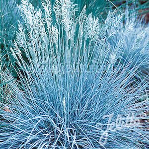 Blue Select Fescue
