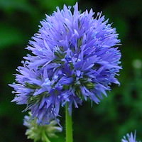 Blue thimble flower blooming