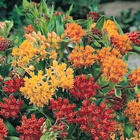 Butterfly Weed blooms.