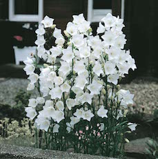 campanula peach leaf