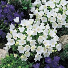 Campanula