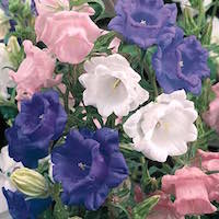 Cup and Saucer Mix campanula with bell shaped flowers in a mix of colors.