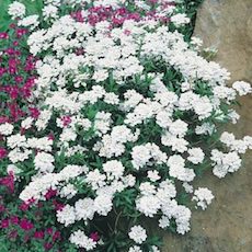 Candytuft