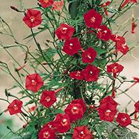 A vigorous climber with cardinal red flowers. Can climb 10 to 15 feet tall or more.