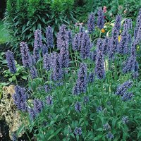 Nepeta Blue Carpet