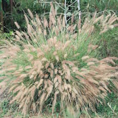 Chinese Fountain Grass with plumes of silvery rose.