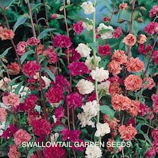 Purple clarkia blooms.