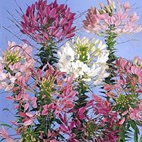 Cleome are long-lasting cut flowers.