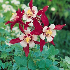 Columbine yellow bloom.