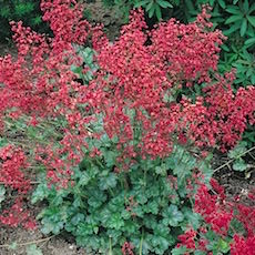 ruby coral bells blooming