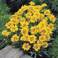 Coreopsis plant with yellow semi-double blooms