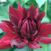 red dahlia unfolding