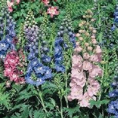 Magic Fountains delphinium