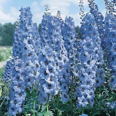 delphinium