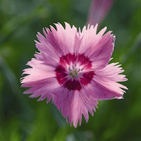 Dianthus Flavora Rose Shades