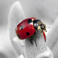 Silverdust Dusty Miller with ladybug