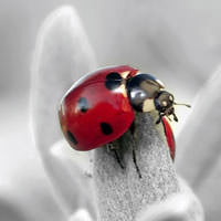 Silverdust Dusty Miller with ladybug