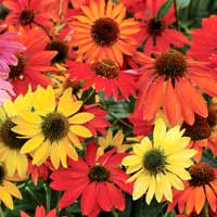 Echinacea purpurea blooms