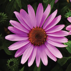 purple conflower Prairie Splendor