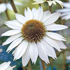 Bee visits white Echinacea blossom