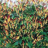 Firecracker Vine grows 10 feet tall or more.