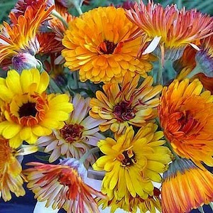 flashback calendula