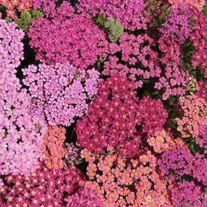 Yarrow blooms.