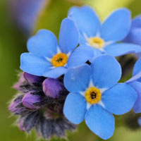 clear blue forget-me-not blooms