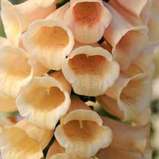 Foxglove Dalmatian Peach