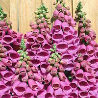 Foxglove flower spikes.