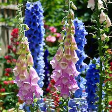 Delphinium flowers