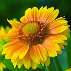 Gaillardia Arizona Red Shades blooming.