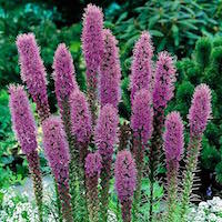 Floristan Violet Gayfeather plume.