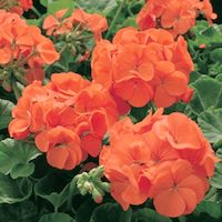 Orange geranium