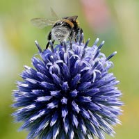 Globe Thistle