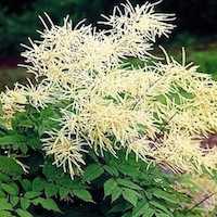 Goat's Beard plant in bloom