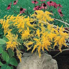 Goldenrod plant seeds