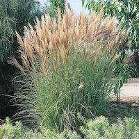 New Hybrids miscanthus ornamental grass growing upright with decorative plumes at the top