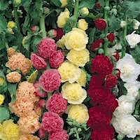 Single red hollyhock with yellow center is visited by a honey bee