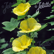 Sunshine Hollyhock blooming.